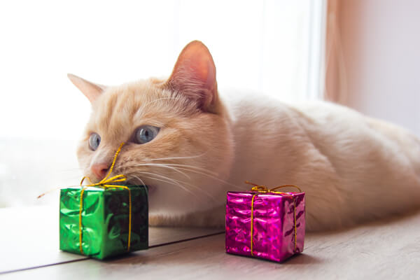 cat with presents