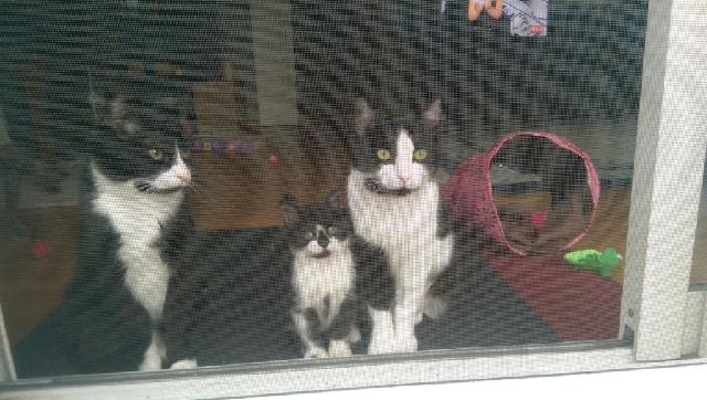 Three Tuxedos